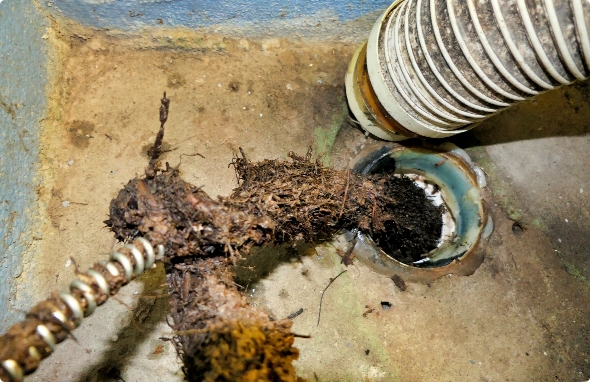 block sewer Plumber pulling root mass from sewer pipe